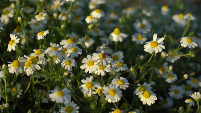 White Groundsel in wild nature