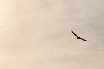 wing spread flying seagull bird in sky. background. copy space