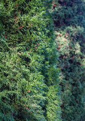 Evergreen coniferous branches