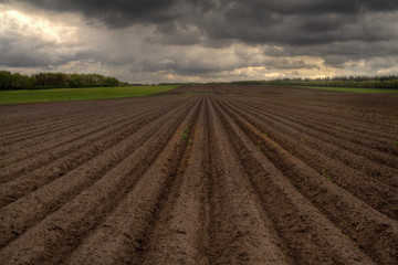 Fototapeta na wymiar Pattern of ridges and furrows in a humic sandy field in a undulating terrain, prepared for cultivation of potatoes