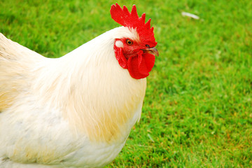 A Rooster Struts across a meadow