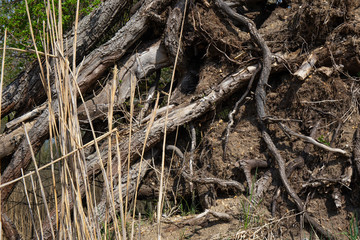 old tree roots.Backgrounds and  Textures