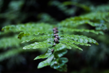 Unusual fern with rare spherical structures on its blade