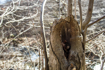 hollowed out from some animal