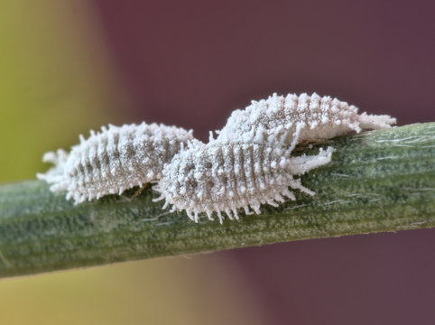 Close up view of female cochineals (Dactylopius coccus), scale insects in the suborder Sternorrhyncha.