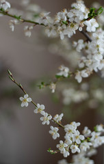 cat on a windowsill with the plum blooming branches 