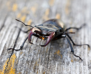 Male stag beetle on the wooden surface.