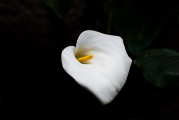 Close-up image of Kala flower. White Kala Flower.