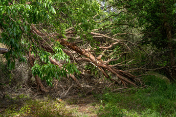 Dead tree in the middle of a path