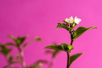 White little flowers in front of pink backdrop. There is a writing area suitable for studies on nature and flowers. Appearance suitable for freshness and simplicity.