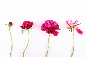 Different stages of blooming peony flower against white background.