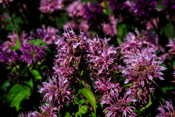 purple field flower in the meadow on a warm summer day