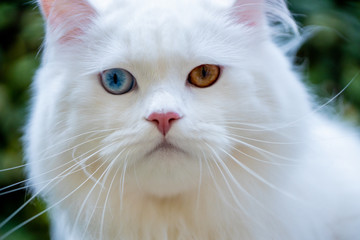 Naklejka na ściany i meble White Cat (Gato Branco)