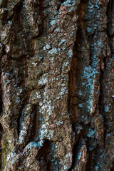 tree bark texture