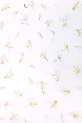 Floral pattern made of white almond flowers, white flowers with yellow center on white background. Flat lay, top view. 