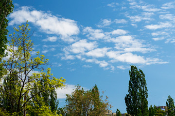 Obraz na płótnie Canvas Clouds on the blue sky.