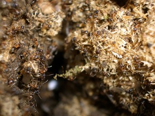 an ant hill in the forest