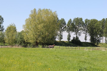 a cute brown horse with a blanket at its back is walking in a green meadow with big trees in the...