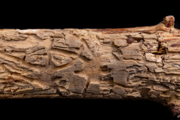 Places after bark beetles on the branches of a coniferous tree. Destroyed branch by pests.