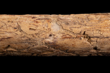 Fototapeta na wymiar Places after bark beetles on the branches of a coniferous tree. Destroyed branch by pests.