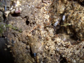 an ant hill in the forest