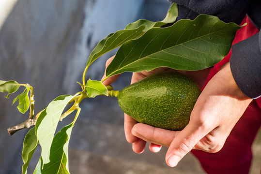
freshly harvested organic avocado in the hands of the farmer