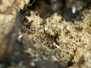 an ant hill in the forest