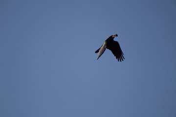 vulture in flight