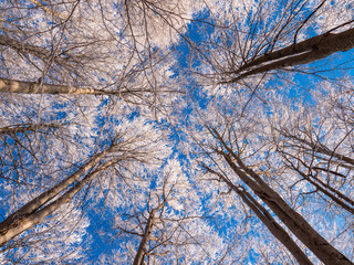 Frosty tree branch with snow in winter on blue sky. Cold weather in the forest. Frosty trees in...