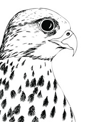 Portrait of a Falcon. Black and white drawing for coloring. - 345189840