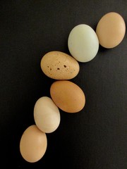 Eggs:  So many pretty colors.