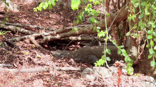Lockdown shot of Komodo dragons relaxing at national park, lizard lying on land in forest - Komodo Island, Indonesia - Powered by Adobe