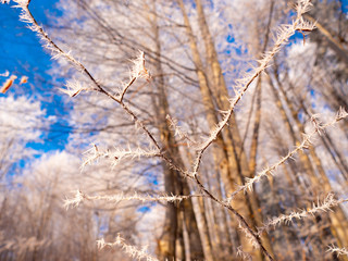 Frozen tree branch in winter forest. Frost needles icicles on the branches of tree in the sunlight covered with frost. Macro Ice crystal patterns on the branch. Beautiful macro frozen world patterns