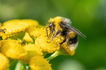 A bumblebee collects food on a yellow plant. Macro shot