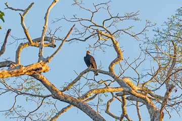 Greater Yellow Headed Vulture in Evening Light