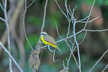 Rusty Margined Flycatcher in riverside tree
