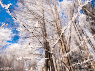 Frozen tree branch in winter forest. Frost needles icicles on the branches of tree in the sunlight covered with frost. Macro Ice crystal patterns on the branch. Beautiful macro frozen world patterns