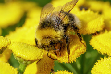 A bumblebee collects food on a yellow plant. Macro shot