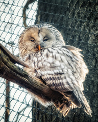 An owl sits on a branch in the sunlight and has closed his eyes