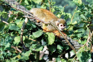 A small Squirrel monkey sits on a rope between the leaves