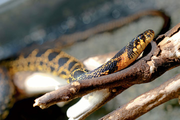 Close up of a red yellow black snake lying on a piece of wood