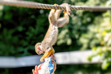 A small Squirrel monkey sits on a rope and reaches for a paper bag from a human