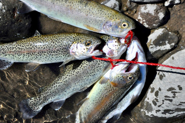 Close-up on freshly caught fish (trout) on a string still in the water and on rocks