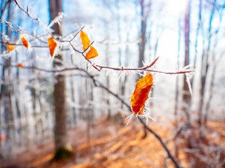 Frozen autumn leaves on the beech branch. Close up view of frozen oak leaves covered with icicles. Beautiful frozen forest landscape. Frosty winter brown leaves. Winter season in the woods. 