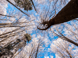 Frosty tree branch with snow in winter on blue sky. Cold weather in the forest. Frosty trees in...