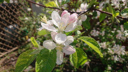 Water drops on apple flower blossom