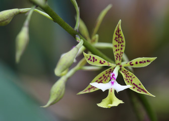 Epidendrum Stamfordianum orchid in Monteverde, Costa Rica