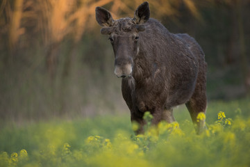 Bull elk in a rape field