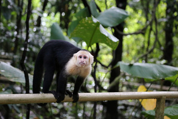 The Panamanian white-faced capuchin (Cebus imitator), also known as the Panamanian white-headed capuchin or Central American white-faced capuchin is a medium-sized monkey of the family Cebidae