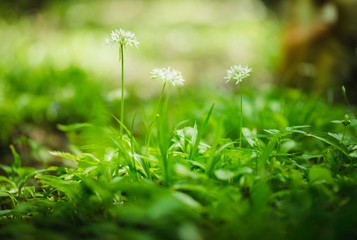 Close up of the delicate white flowers of wild or bear's garlic or ramsons or buckrams or bear leek (Allium ursinum).  Wild edible plant, meadow in forest with nice deep of field (selective focus)